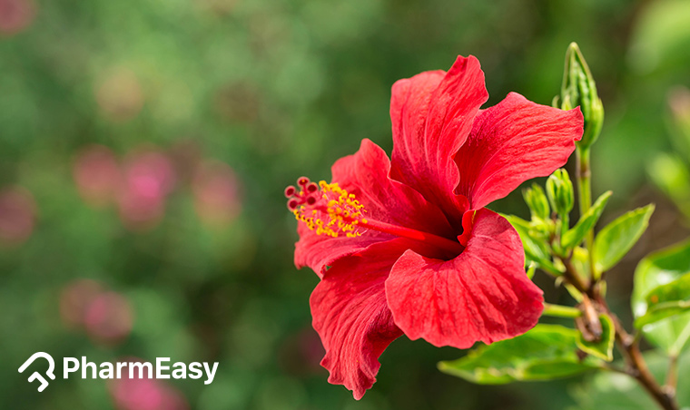 hibiscus flower benefits