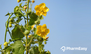 Atibala ayurvedic herb