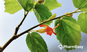 gudmar plant benefits