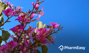 kanchnar flower Benefits