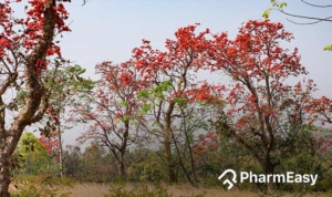 palash tree benefits