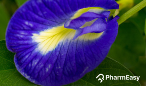 shankhpushpi benefits