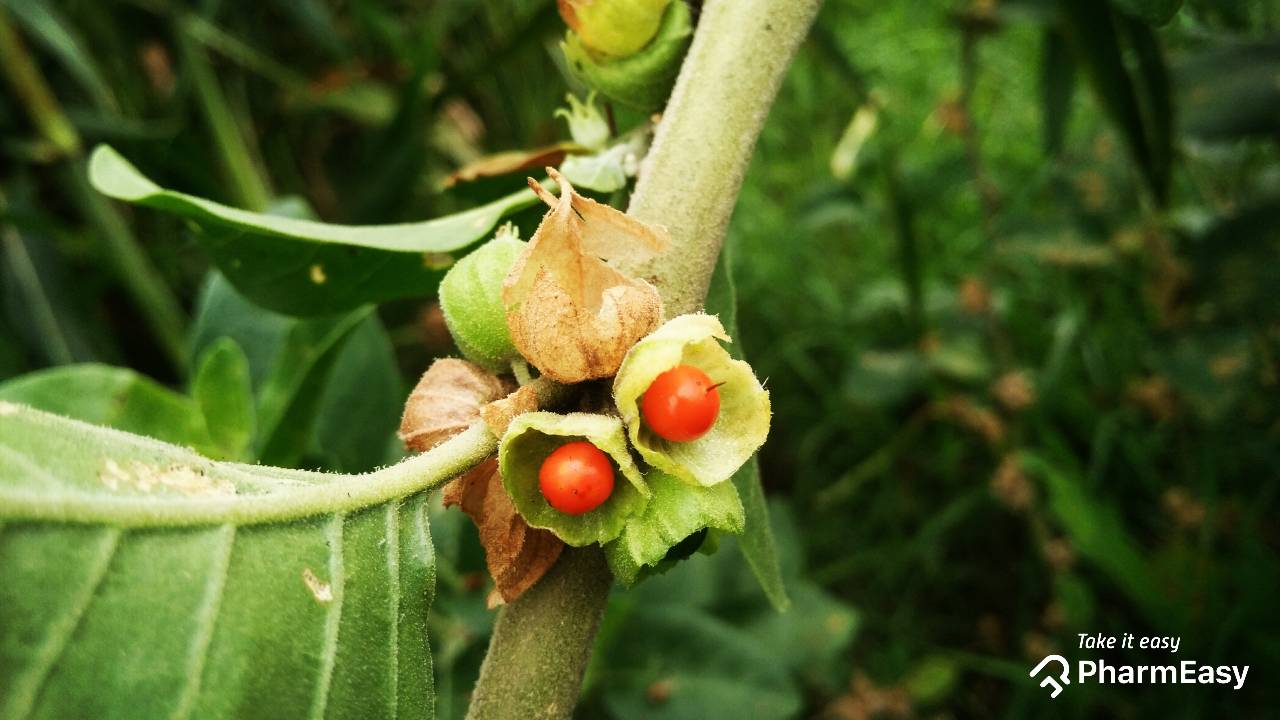 ashwagandha benefits