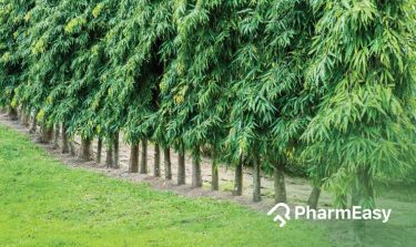 ashoka tree benefits