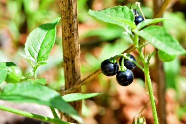Black nightshade